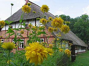 Auf einer Wiese wachsen gelbe Blumen. Ihre Blüten geben den Blick frei auf ein Bauernhaus mit Reetdach.