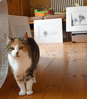 Eine Katze. Im Hintergrund stehen Bilder auf dem Boden.
